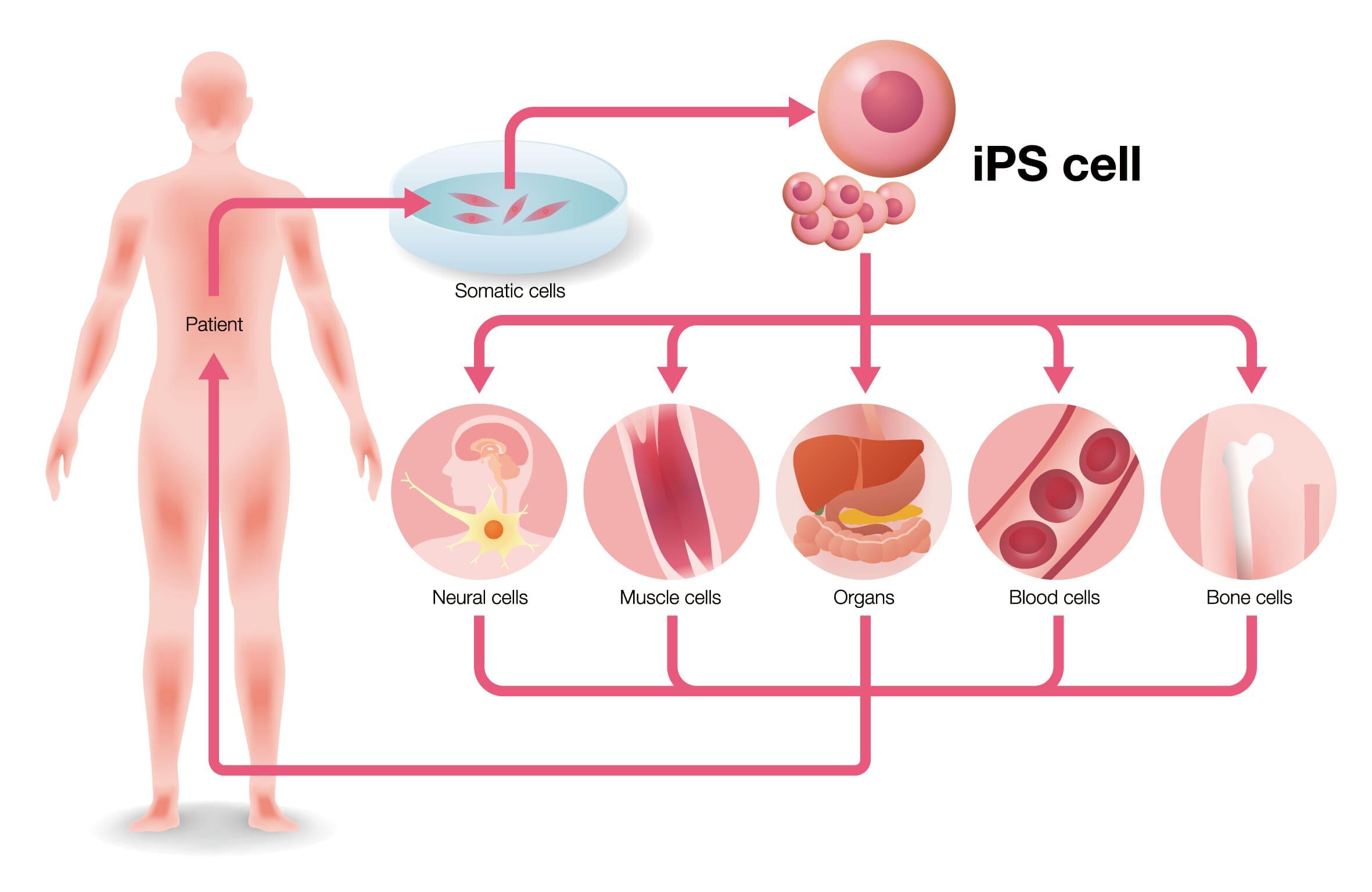 iPS_cell.jpg