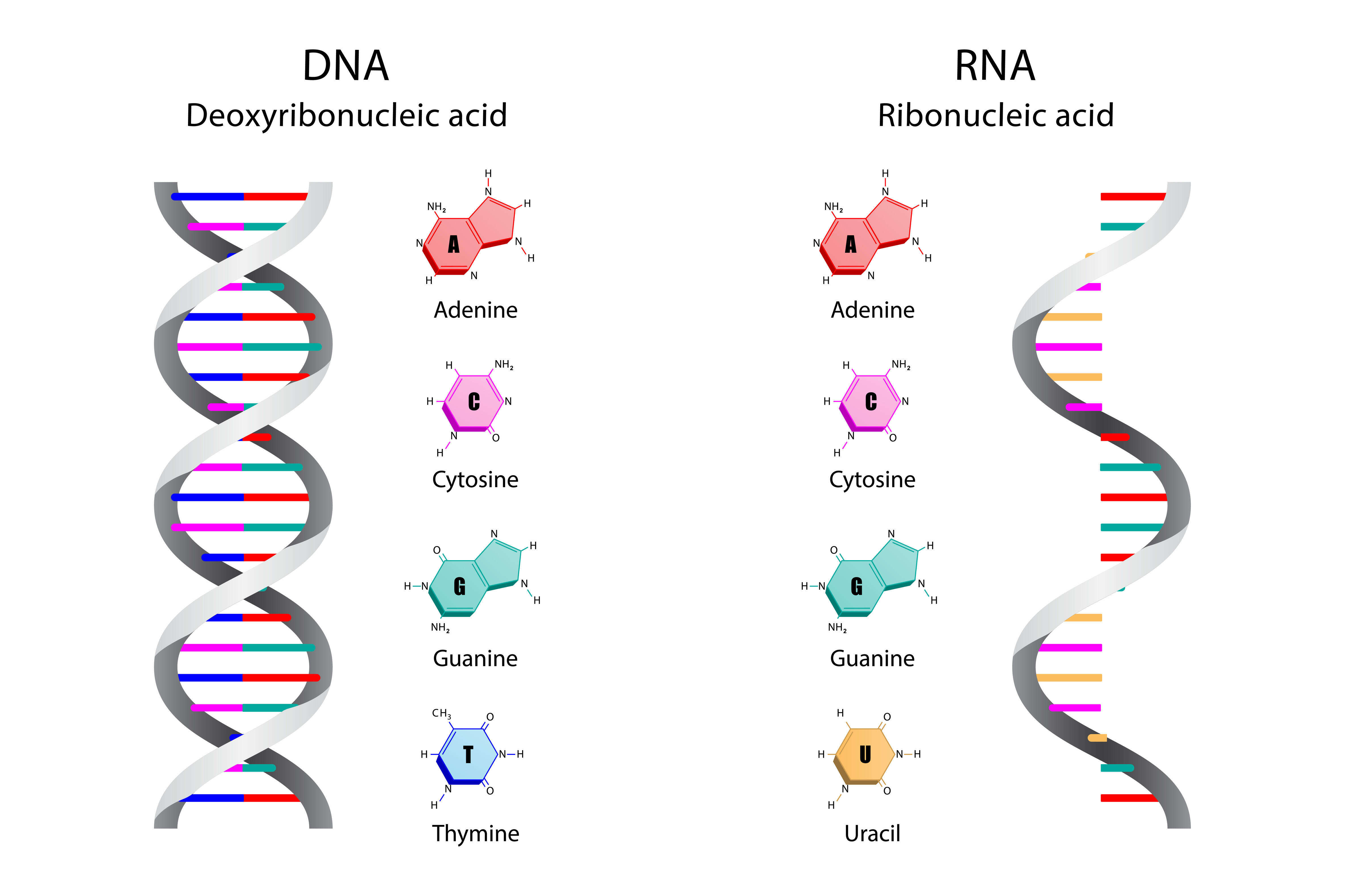 Central Dogma2.jpeg