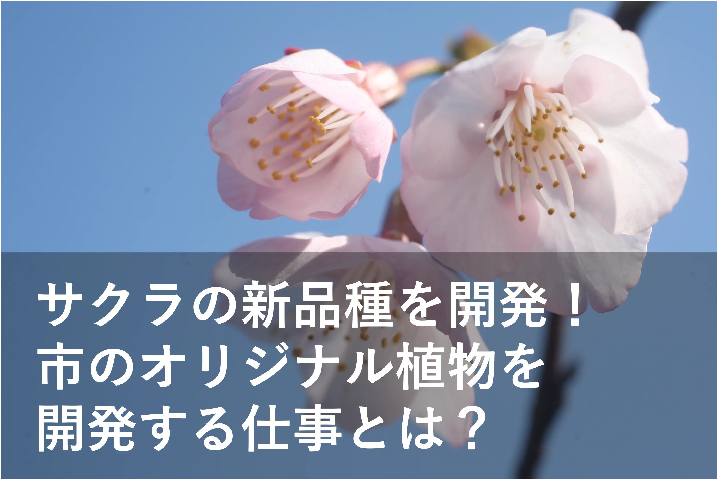 盆栽サイズの新品種のサクラも誕生！ 市のオリジナル植物を開発し、まちづくりに活かす西宮市植物生産研究センターの職員のやりがいとは？ | リケラボ