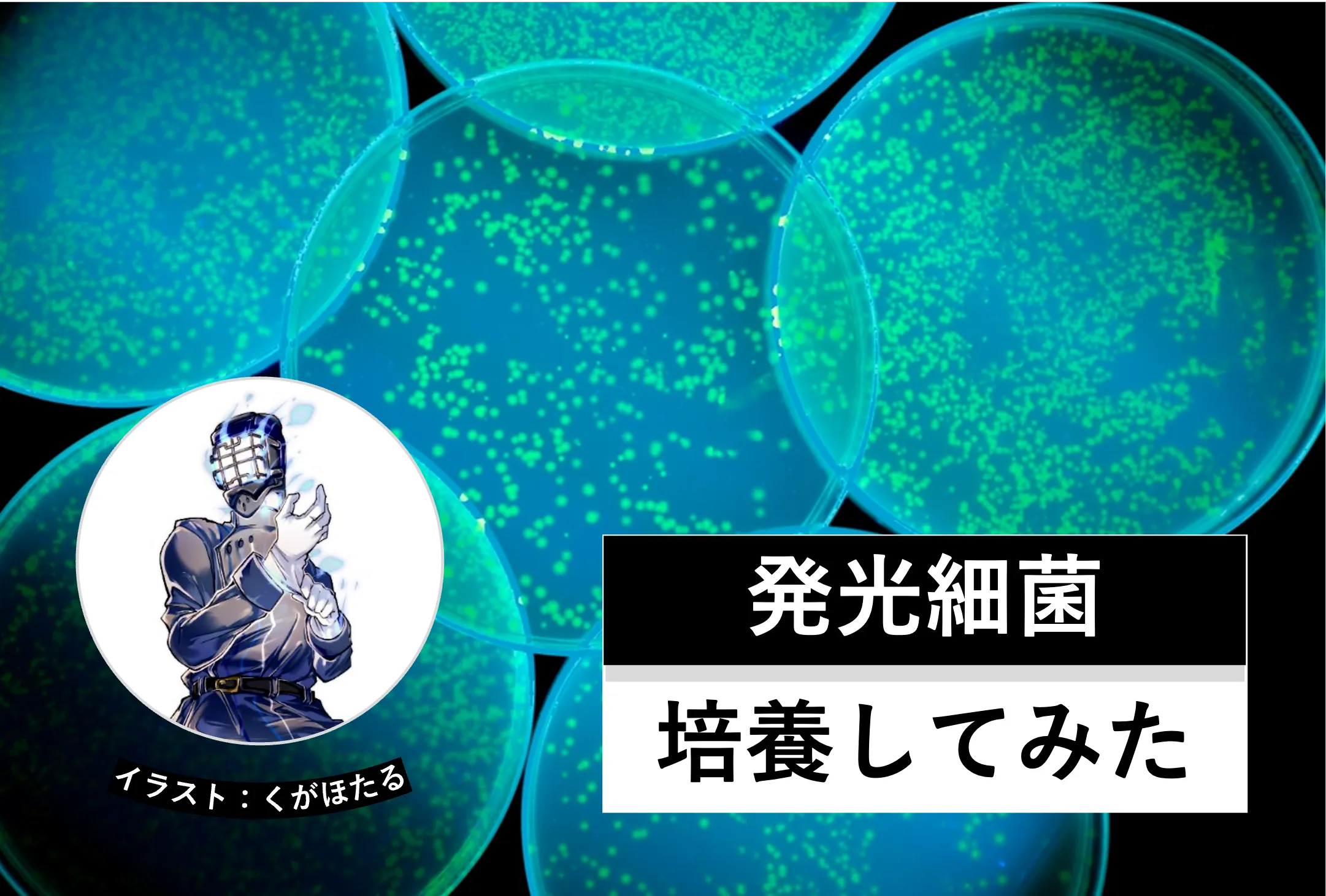 発光細菌を培養してみた│ヘルドクターくられの１万円実験室│リケラボ