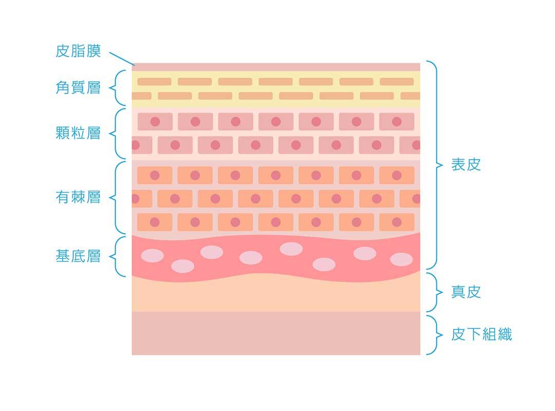 手の表面の細胞（さいぼう）